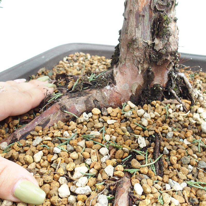 Outdoor bonsai - Juniperus chinensis Kishu - chiński jałowiec