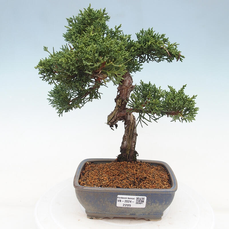 Outdoor bonsai - Juniperus chinensis Kishu - chiński jałowiec