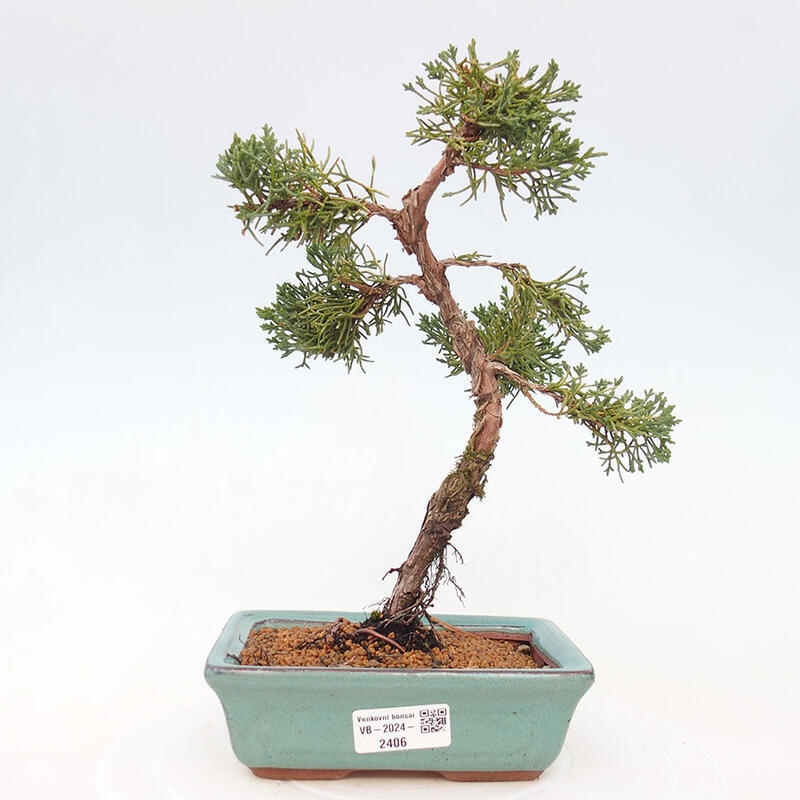 Bonsai zewnętrzne - Juniperus chinensis Kishu - Jałowiec chiński