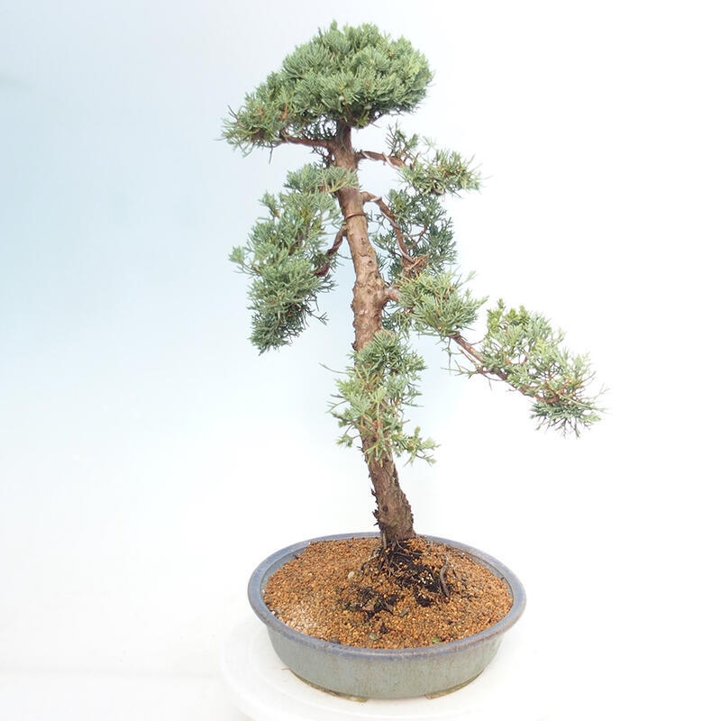 Outdoor bonsai - Juniperus chinensis Kishu - chiński jałowiec