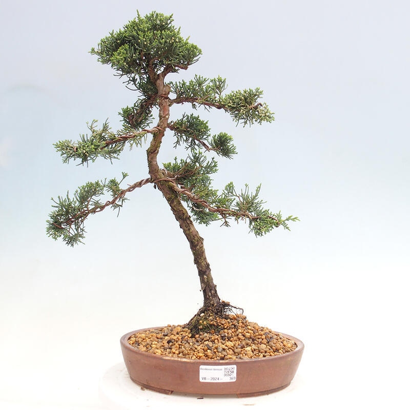 Outdoor bonsai - Juniperus chinensis Kishu - chiński jałowiec