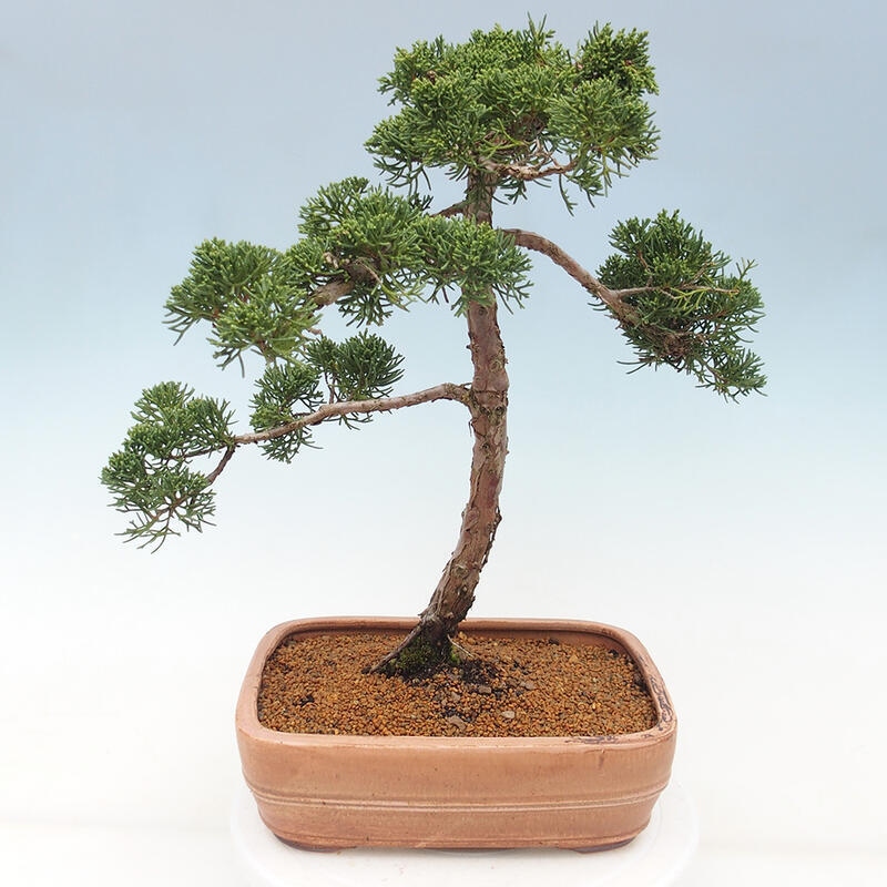 Outdoor bonsai - Juniperus chinensis Kishu - chiński jałowiec