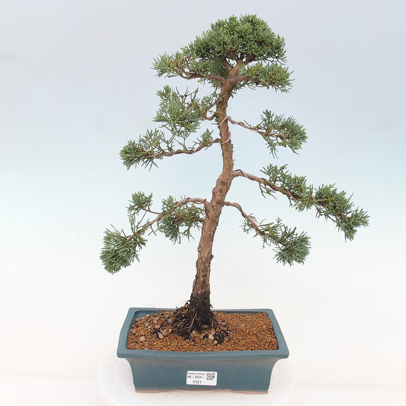 Outdoor bonsai - Juniperus chinensis Kishu - chiński jałowiec