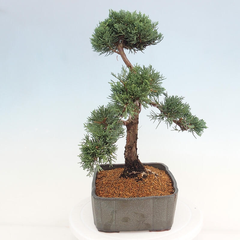 Outdoor bonsai - Juniperus chinensis Kishu - chiński jałowiec