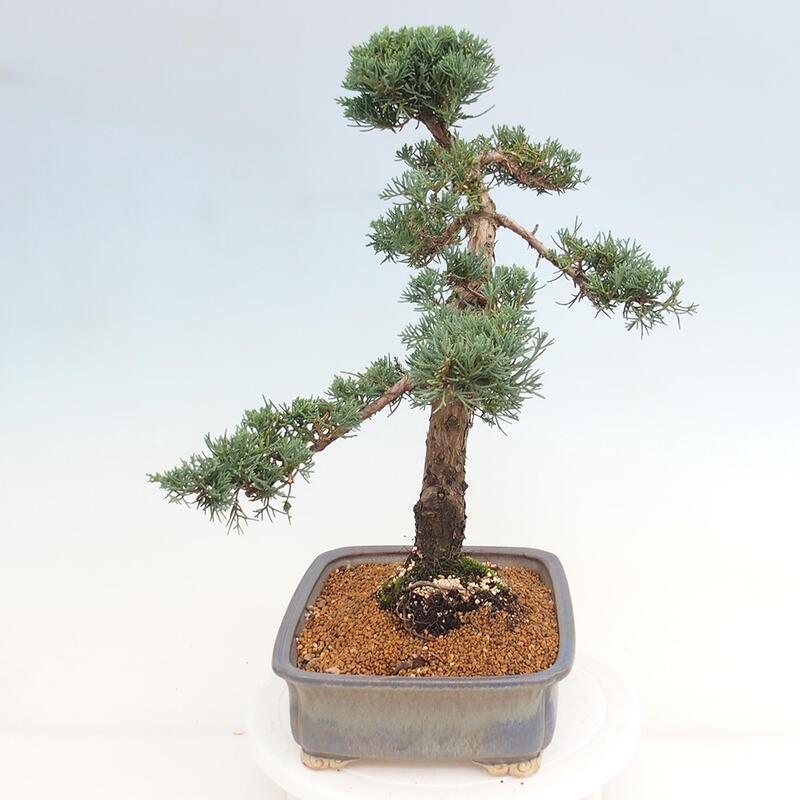 Outdoor bonsai - Juniperus chinensis Kishu - chiński jałowiec