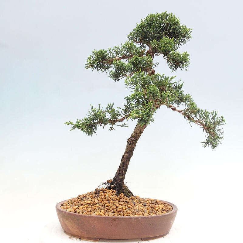 Outdoor bonsai - Juniperus chinensis Kishu - chiński jałowiec