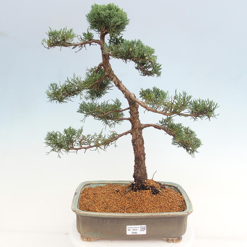 Outdoor bonsai - Juniperus chinensis Kishu - chiński jałowiec