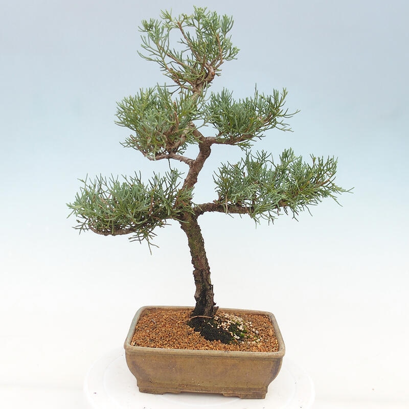 Outdoor bonsai - Juniperus chinensis Kishu - chiński jałowiec