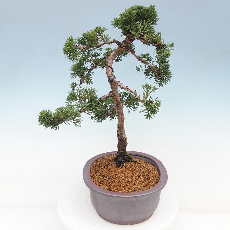 Outdoor bonsai - Juniperus chinensis Kishu - chiński jałowiec