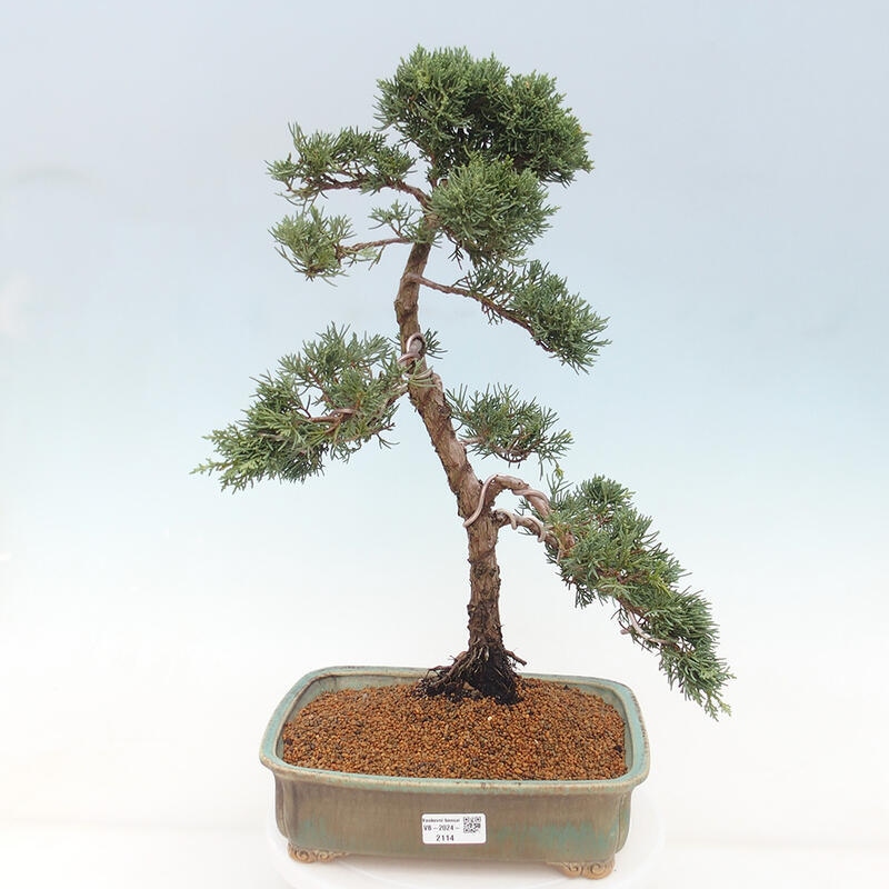 Outdoor bonsai - Juniperus chinensis Kishu - chiński jałowiec