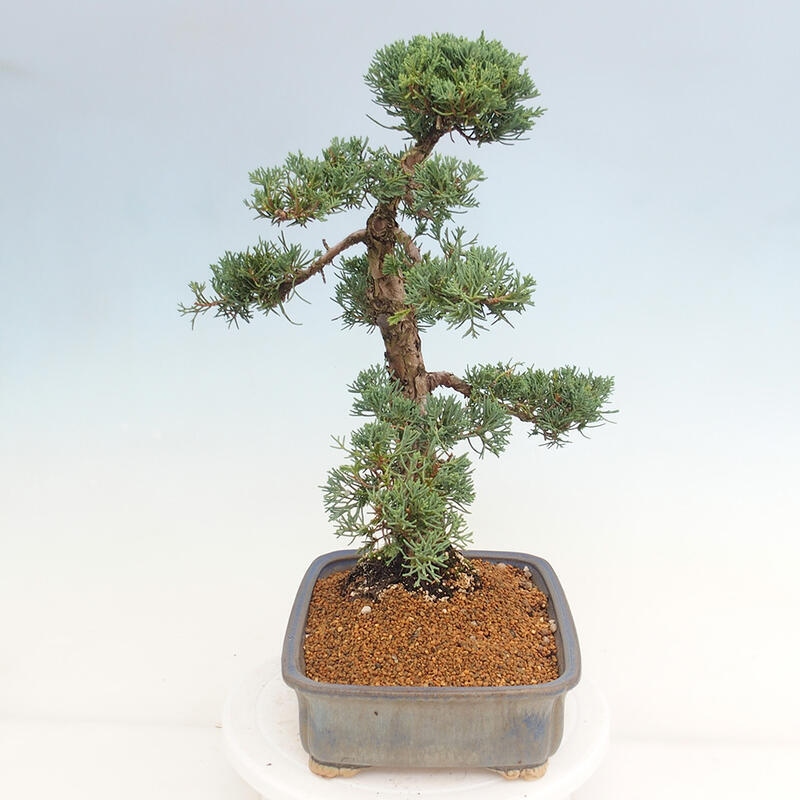 Outdoor bonsai - Juniperus chinensis Kishu - chiński jałowiec