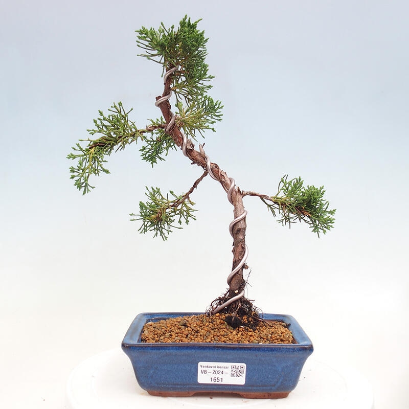 Bonsai zewnętrzne - Juniperus chinensis Kishu - Jałowiec chiński