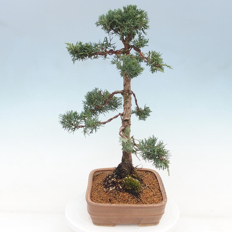 Outdoor bonsai - Juniperus chinensis Kishu - chiński jałowiec