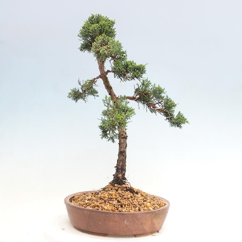 Outdoor bonsai - Juniperus chinensis Kishu - chiński jałowiec