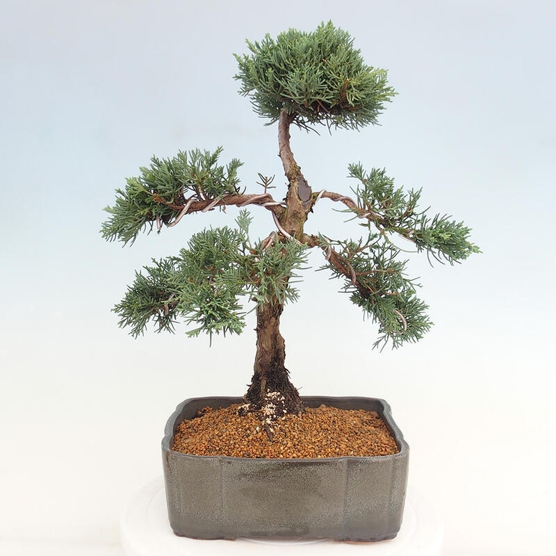 Outdoor bonsai - Juniperus chinensis Kishu - chiński jałowiec