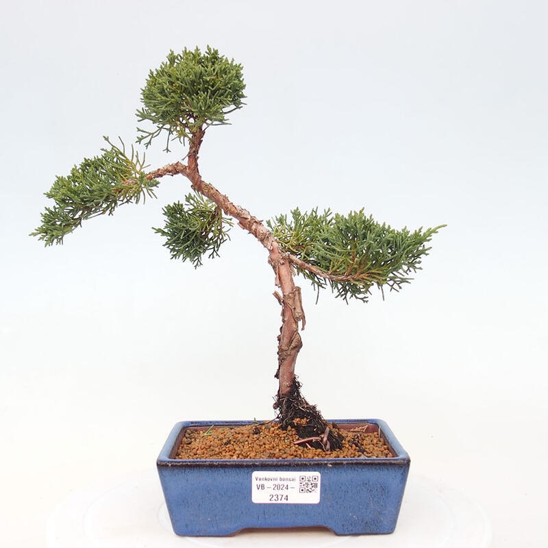 Bonsai zewnętrzne - Juniperus chinensis Kishu - Jałowiec chiński