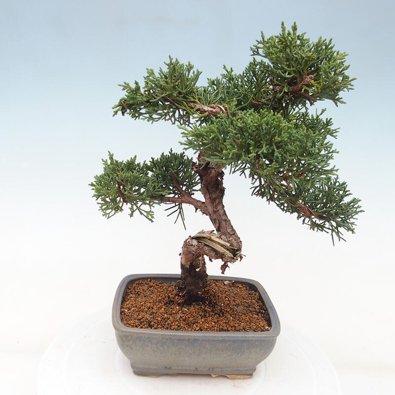 Outdoor bonsai - Juniperus chinensis Kishu - chiński jałowiec