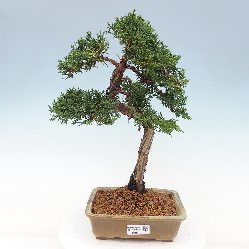 Outdoor bonsai - Juniperus chinensis Kishu - chiński jałowiec