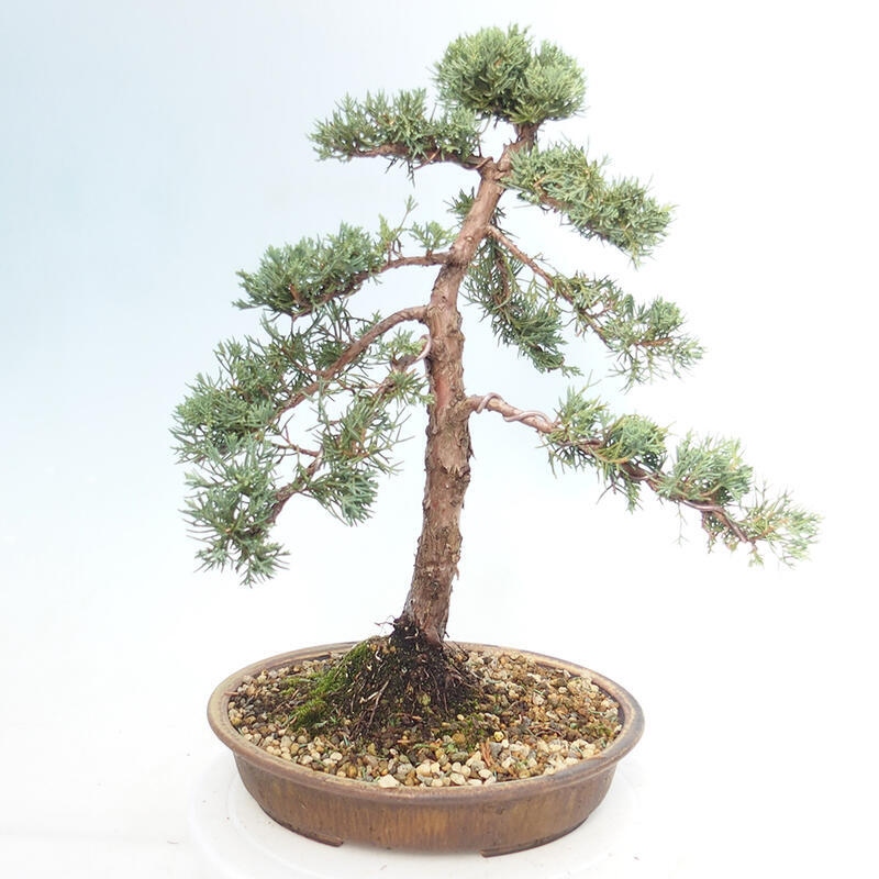 Outdoor bonsai - Juniperus chinensis Kishu - chiński jałowiec