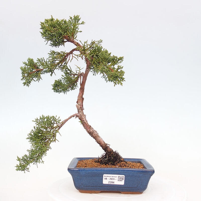 Bonsai zewnętrzne - Juniperus chinensis Kishu - Jałowiec chiński