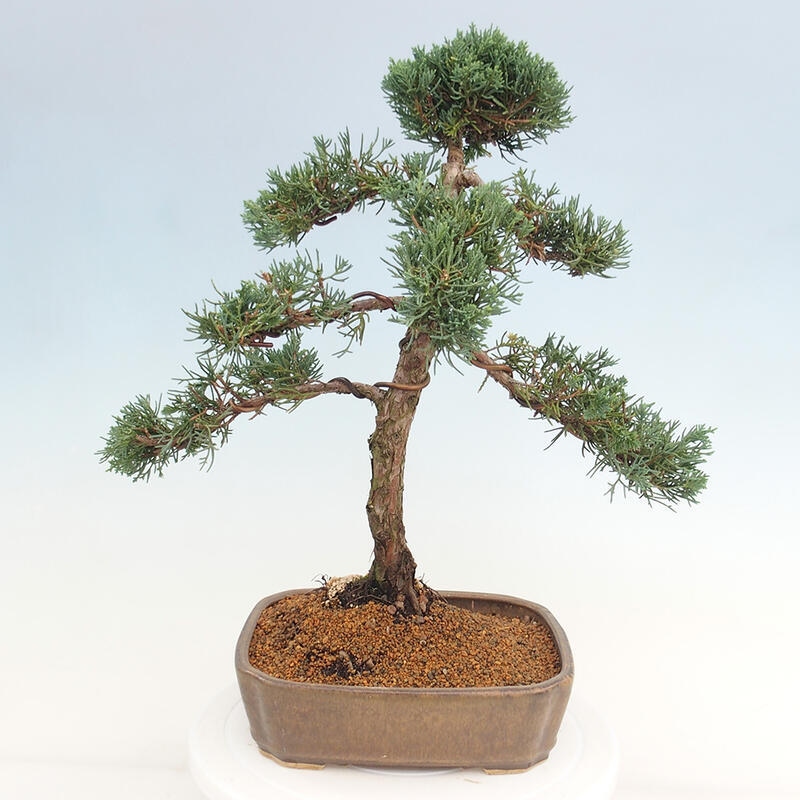 Outdoor bonsai - Juniperus chinensis Kishu - chiński jałowiec