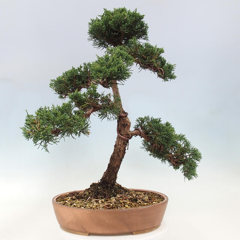 Bonsai zewnętrzne - Juniperus chinensis Kishu - Jałowiec chiński