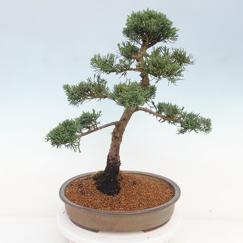 Outdoor bonsai - Juniperus chinensis Kishu - chiński jałowiec