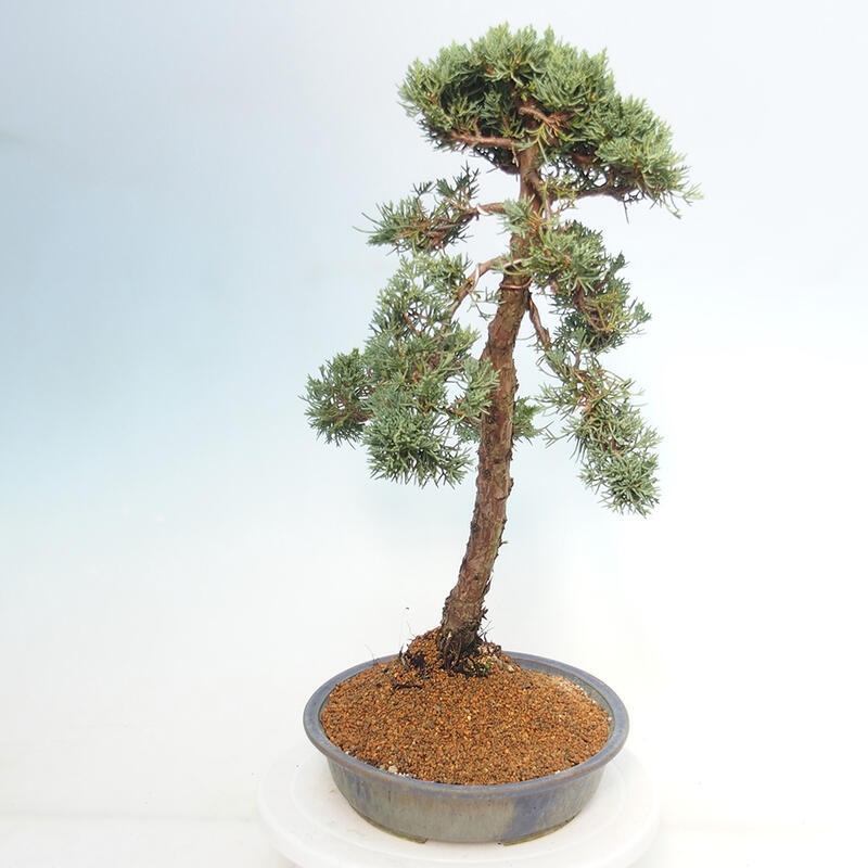 Outdoor bonsai - Juniperus chinensis Kishu - chiński jałowiec