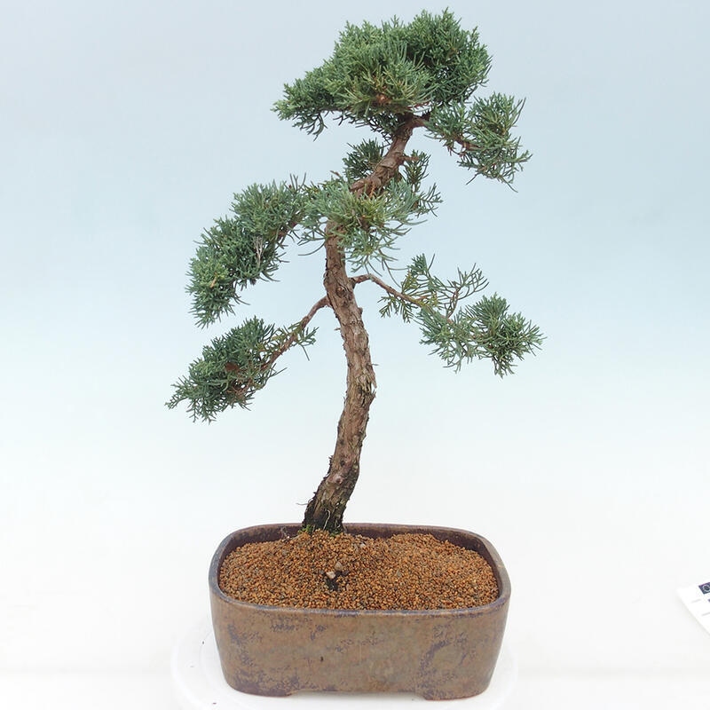 Outdoor bonsai - Juniperus chinensis Kishu - chiński jałowiec