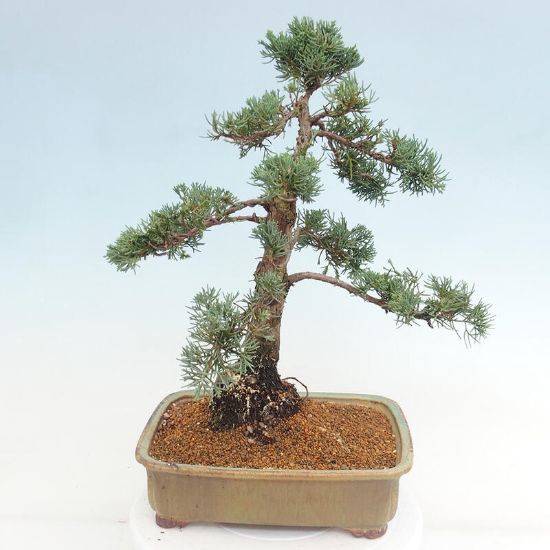 Outdoor bonsai - Juniperus chinensis Kishu - chiński jałowiec