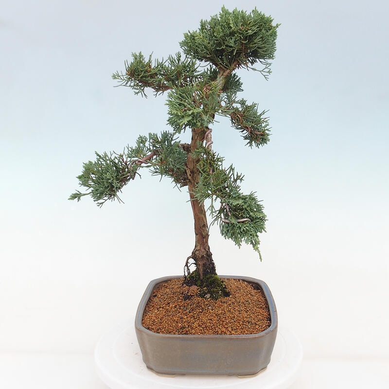 Outdoor bonsai - Juniperus chinensis Kishu - chiński jałowiec