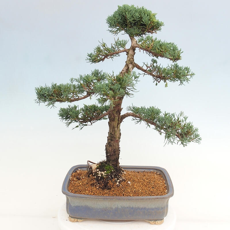 Outdoor bonsai - Juniperus chinensis Kishu - chiński jałowiec