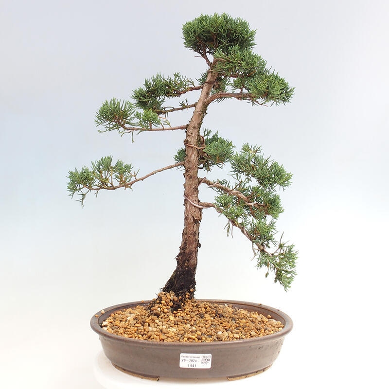 Outdoor bonsai - Juniperus chinensis Kishu - chiński jałowiec