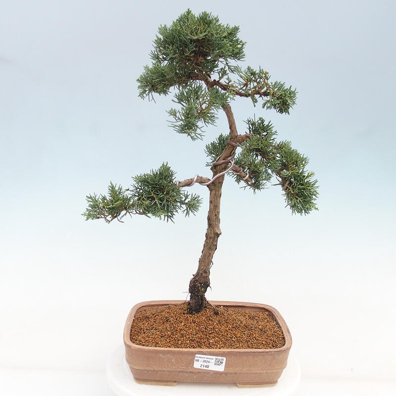 Outdoor bonsai - Juniperus chinensis Kishu - chiński jałowiec