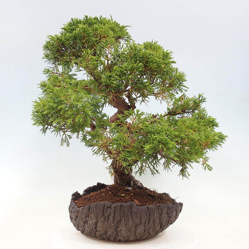 Bonsai zewnętrzne - Juniperus chinensis Kishu - Jałowiec chiński