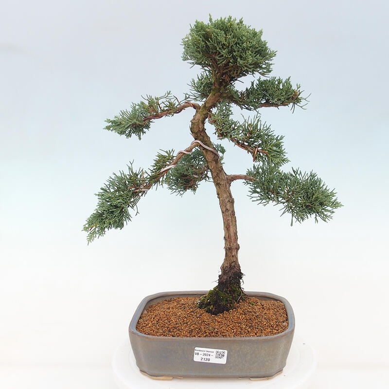 Outdoor bonsai - Juniperus chinensis Kishu - chiński jałowiec