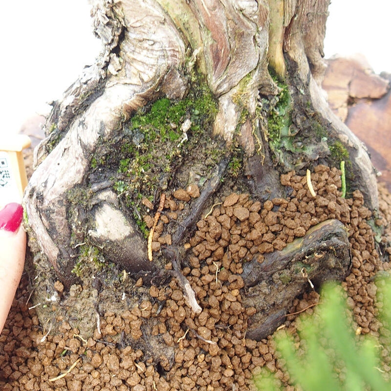 Bonsai zewnętrzne - Juniperus chinensis Kishu - Jałowiec chiński