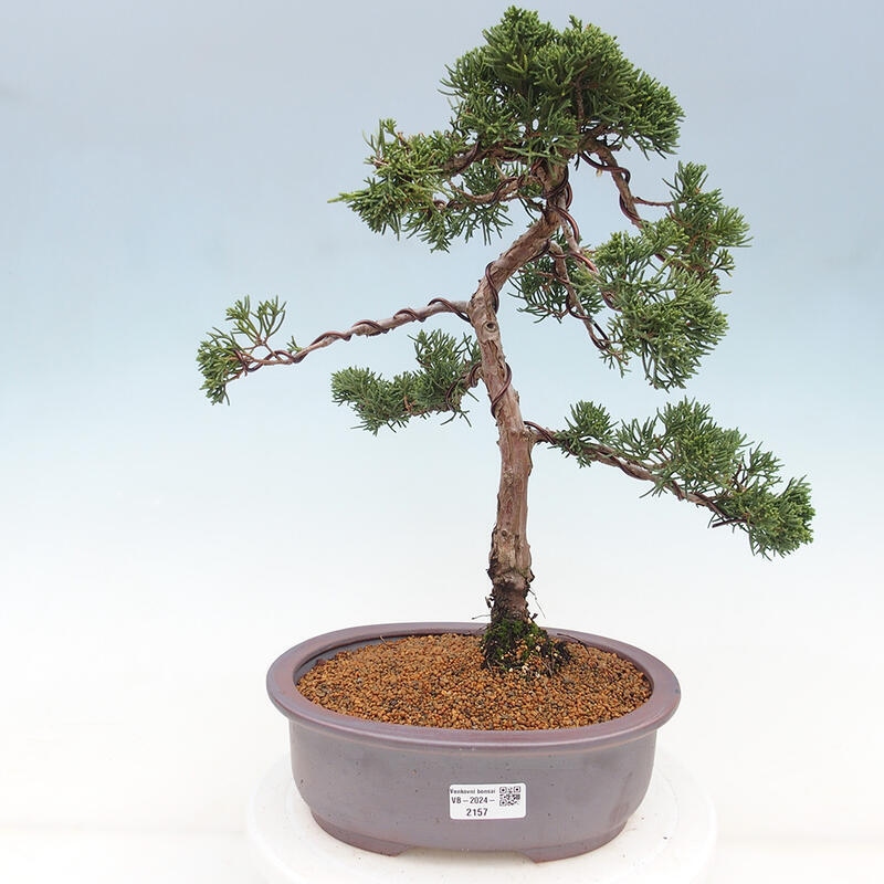 Outdoor bonsai - Juniperus chinensis Kishu - chiński jałowiec