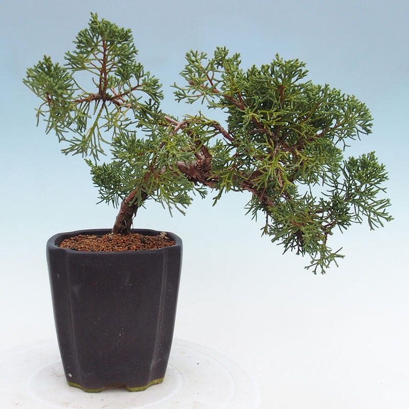 Bonsai zewnętrzne - Juniperus chinensis Kishu - Jałowiec chiński