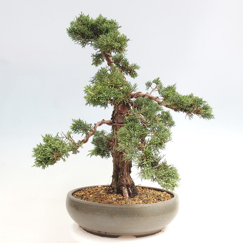 Outdoor bonsai - Juniperus chinensis Kishu - chiński jałowiec