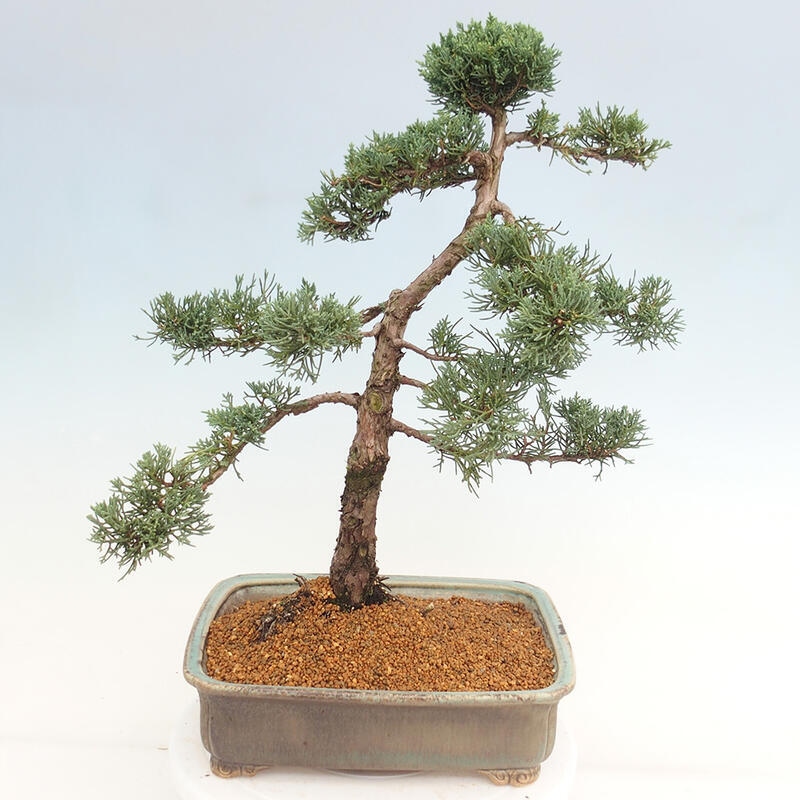 Outdoor bonsai - Juniperus chinensis Kishu - chiński jałowiec