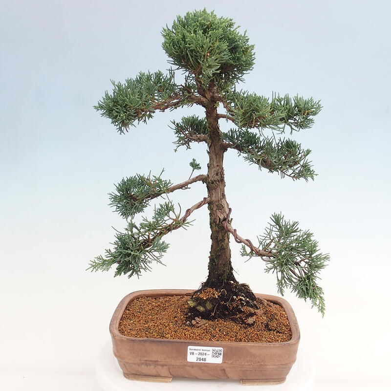 Outdoor bonsai - Juniperus chinensis Kishu - chiński jałowiec