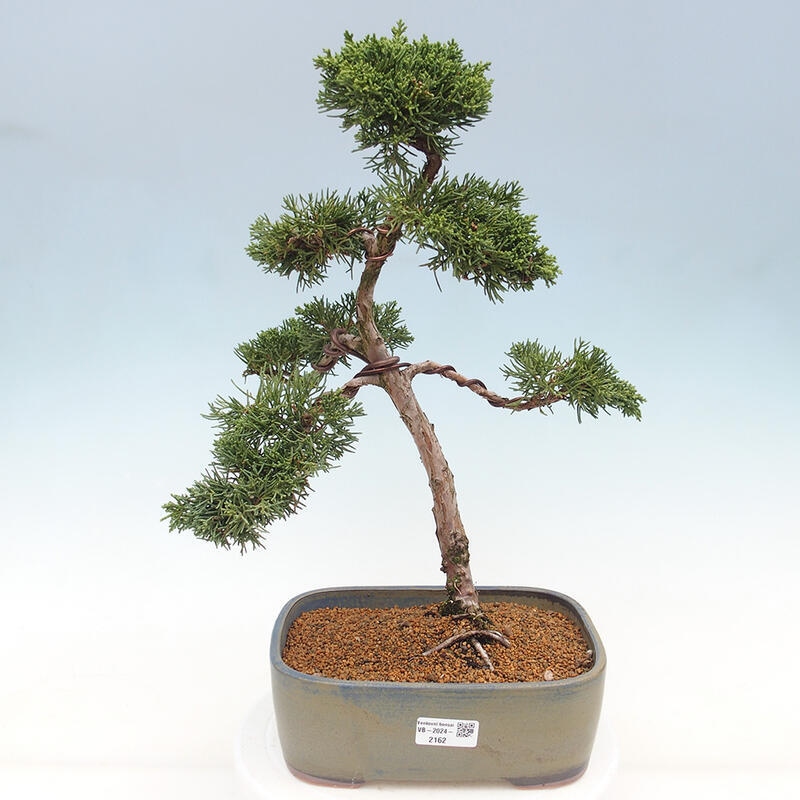 Outdoor bonsai - Juniperus chinensis Kishu - chiński jałowiec