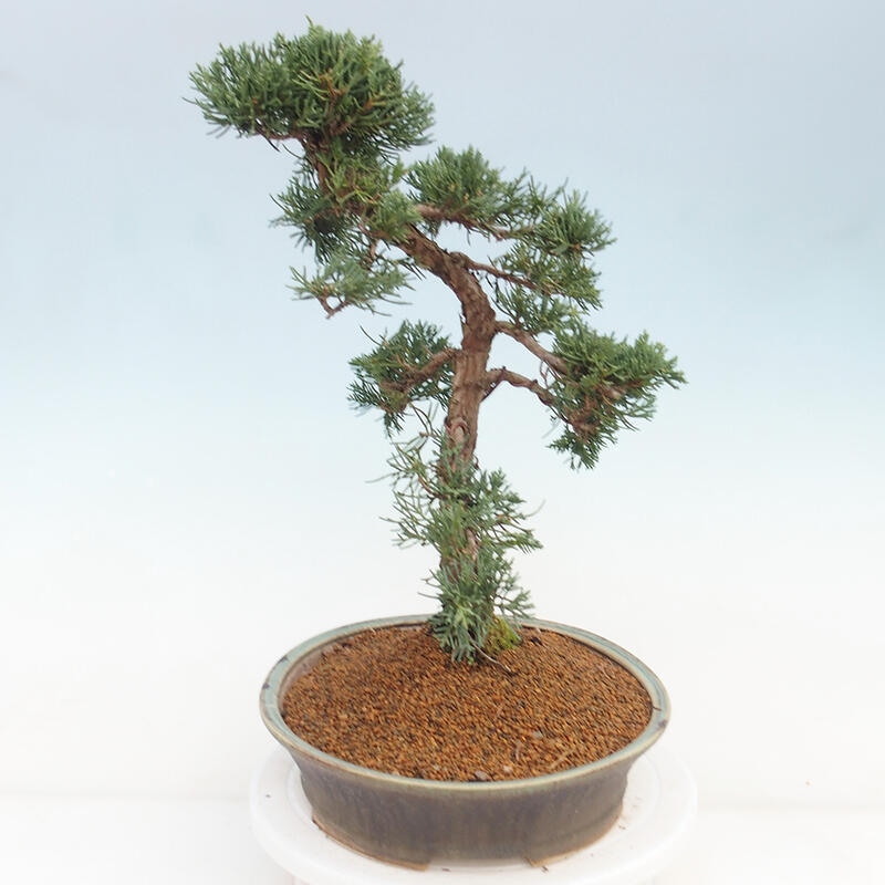 Outdoor bonsai - Juniperus chinensis Kishu - chiński jałowiec