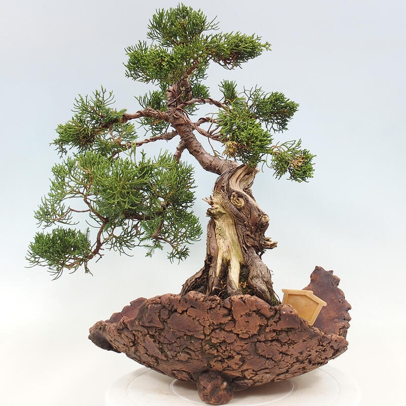 Bonsai zewnętrzne - Juniperus chinensis Kishu - Jałowiec chiński