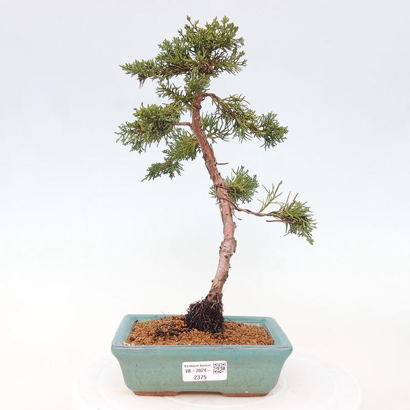 Bonsai zewnętrzne - Juniperus chinensis Kishu - Jałowiec chiński