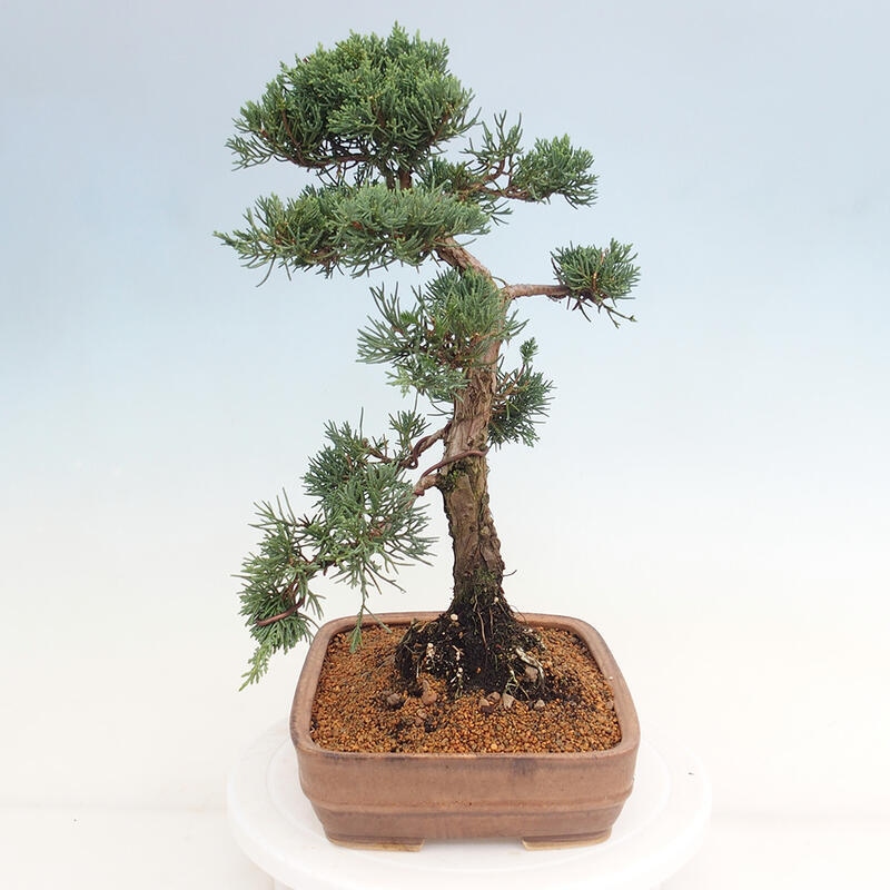 Outdoor bonsai - Juniperus chinensis Kishu - chiński jałowiec