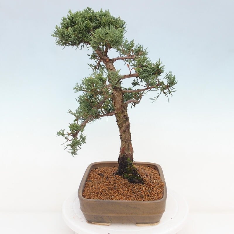 Outdoor bonsai - Juniperus chinensis Kishu - chiński jałowiec