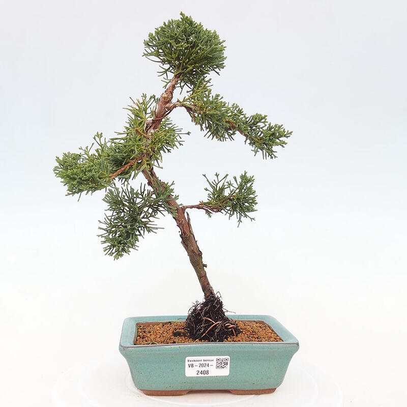 Bonsai zewnętrzne - Juniperus chinensis Kishu - Jałowiec chiński