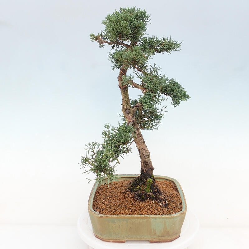 Outdoor bonsai - Juniperus chinensis Kishu - chiński jałowiec